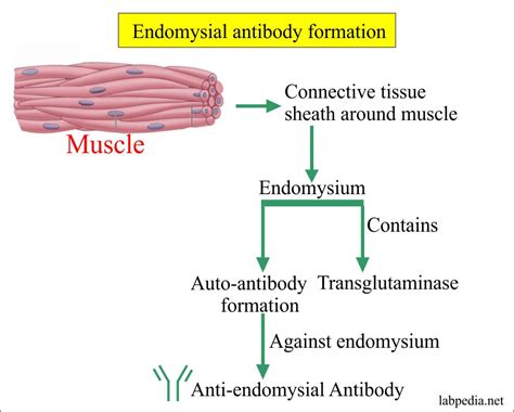 endomysial antibody iga